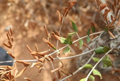 Bild 3: Symptome an Olive in Apulien