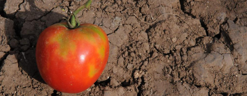 Bild: Marmorierte Flecken an einer Tomatefrucht verursacht durch ToBRVF