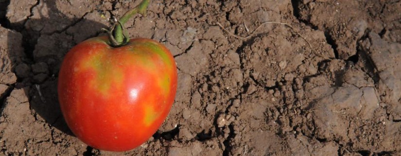 Bild: Marmorierte Flecken an einer Tomatefrucht verursacht durch ToBRVF