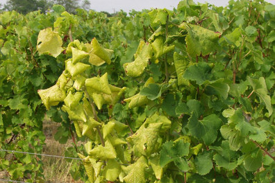 Symptome von Grapevine flavescence dorée phytoplasma auf der Rebsorte Sémillon