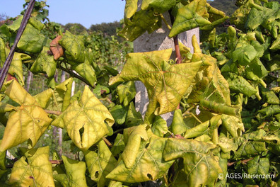 Symptome von Grapevine flavescence dorée phytoplasma
