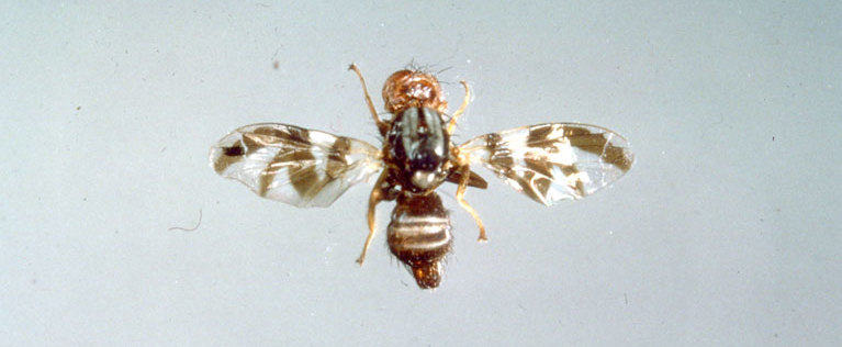Bild: Apfelfruchtfliege