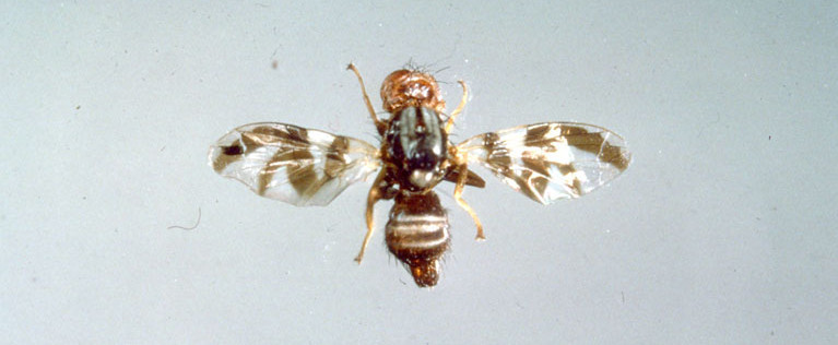 Bild: Apfelfruchtfliege