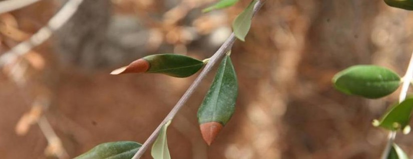Bild: Symptome von Xylella fastidiosa an Olive