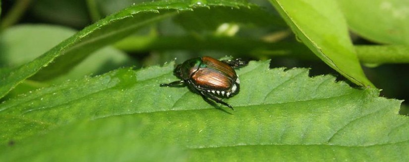 Popillia Japonica Pflanzenschutzdienst