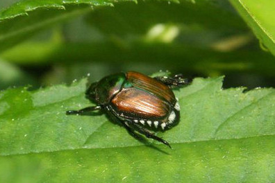 Blatt mit Japankäfer