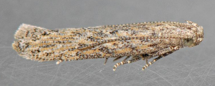 Bild: adulter Falter von Keifera lycopersicella